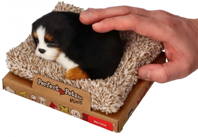 Malý berneňačka na pelíšku