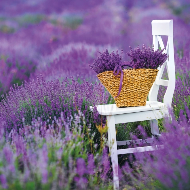 Poznámkový kalendář Provence 2026