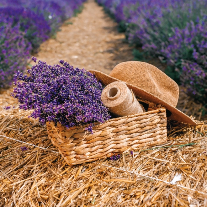 Poznámkový kalendář Provence 2026