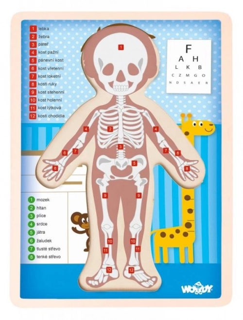 Woody oboustranné puzzle Lidské tělo - chlapec