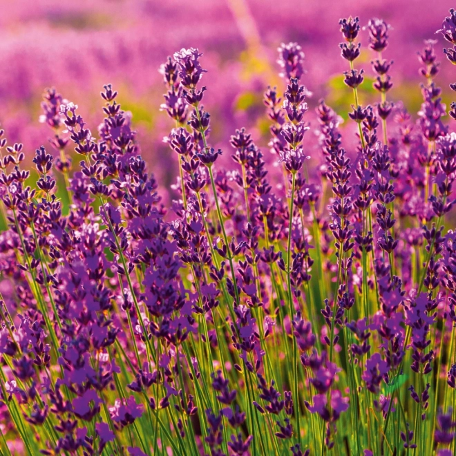Poznámkový kalendář Provence 2026
