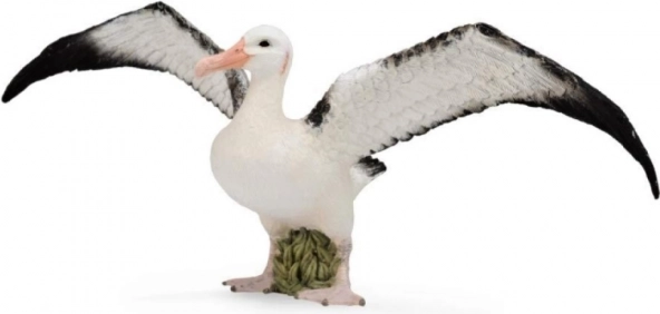 Albatros stěhovavý