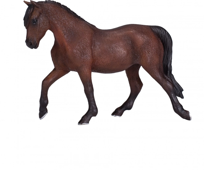Kůň Morgan Palomino