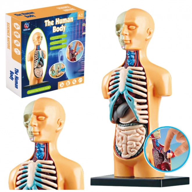 Model anatomie lidského těla s orgány