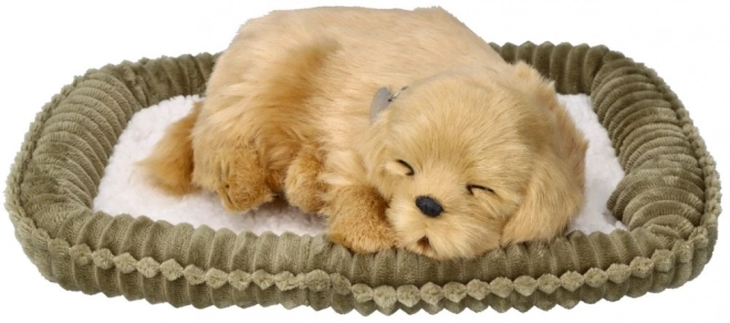 Adoptuj dýchajícího štěňátka Golden Retrievera