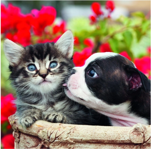 Vysoké rozlišení a jasné barvy