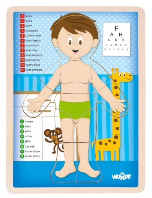 Woody oboustranné puzzle Lidské tělo - chlapec