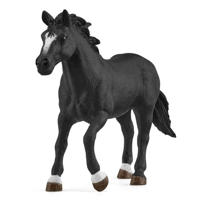 Skvělý kůň Appaloosa