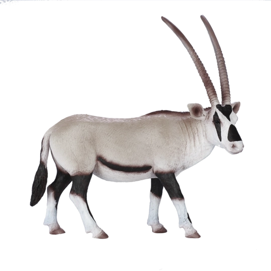 Mojo přímorožec arabský