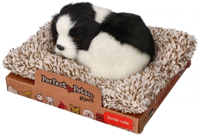 Spící Border Collie na pelíšku