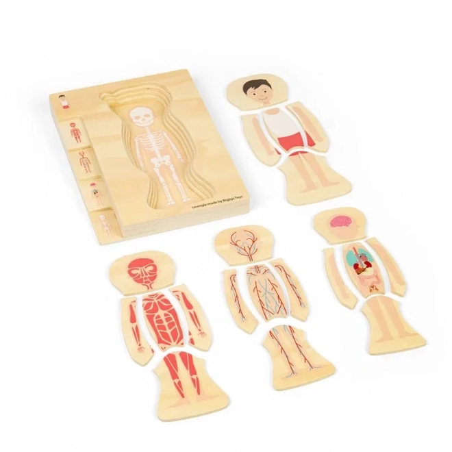 Dřevěné puzzle anatomie - chlapec