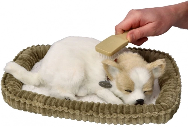 Chrápající štěně Chihuahua