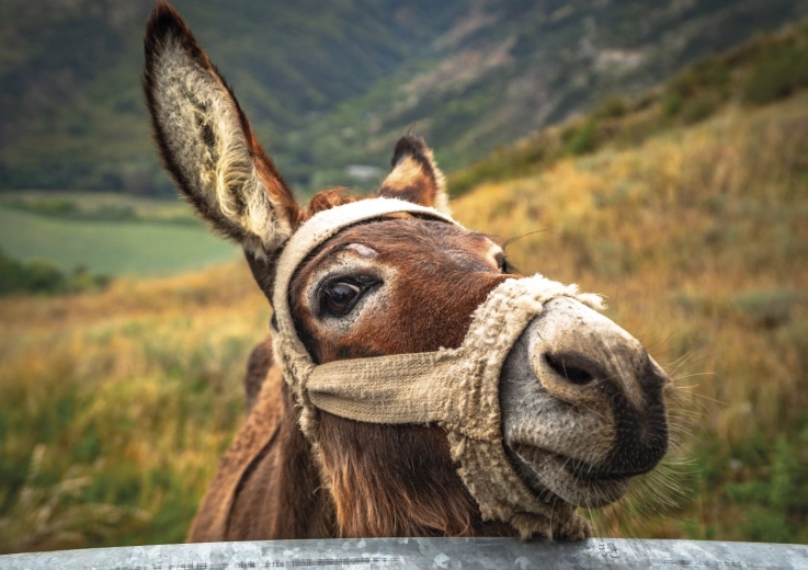 Krásný motiv osla v horách