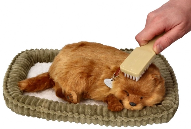 Roztomilý pomeranian k adopci