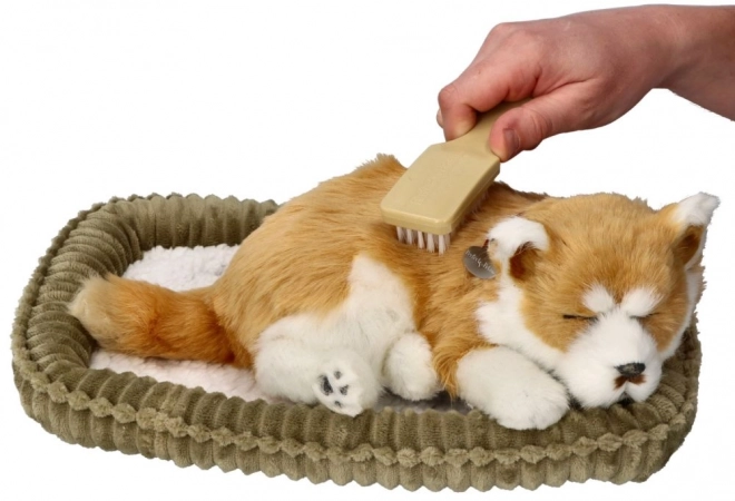 Adopční dechací štěně Shiba