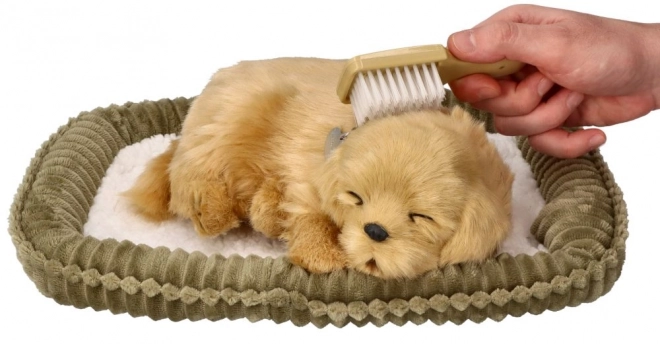 Adoptuj dýchajícího štěňátka Golden Retrievera