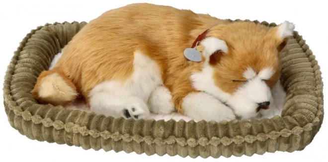 Adopční dechací štěně Shiba