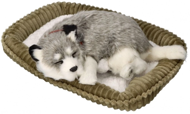 Dechberoucí Aljašský Husky plyšák