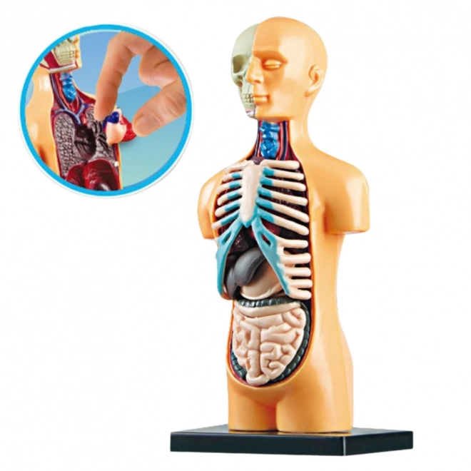 Model anatomie lidského těla s orgány