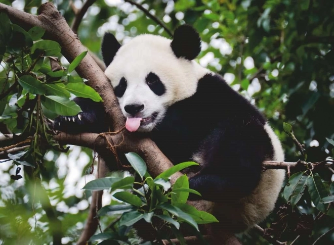 Puzzle panda od Ravensburger 500 dílků