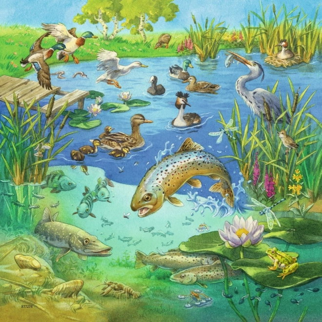 Živá ilustrace rybníka