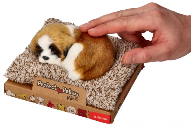 Štěkající mini bernardýn na pelíšku