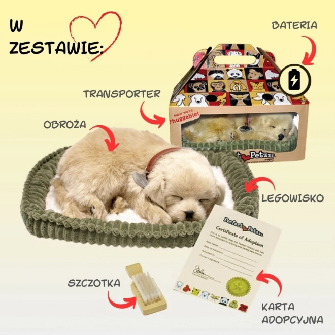 Adoptuj dýchajícího štěňátka Golden Retrievera