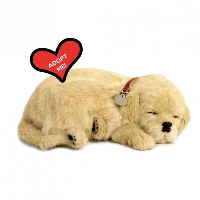Adoptuj dýchajícího štěňátka Golden Retrievera