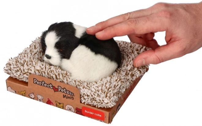 Spící Border Collie na pelíšku