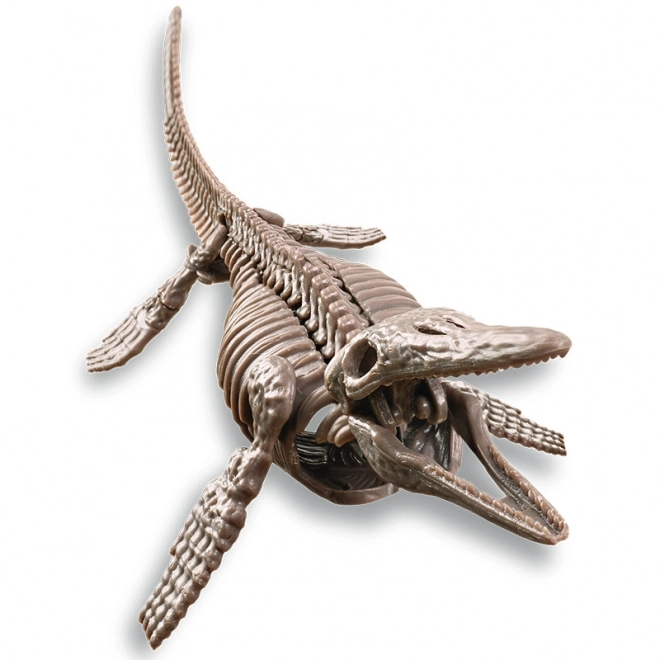 4M Mosasaurus Kostra