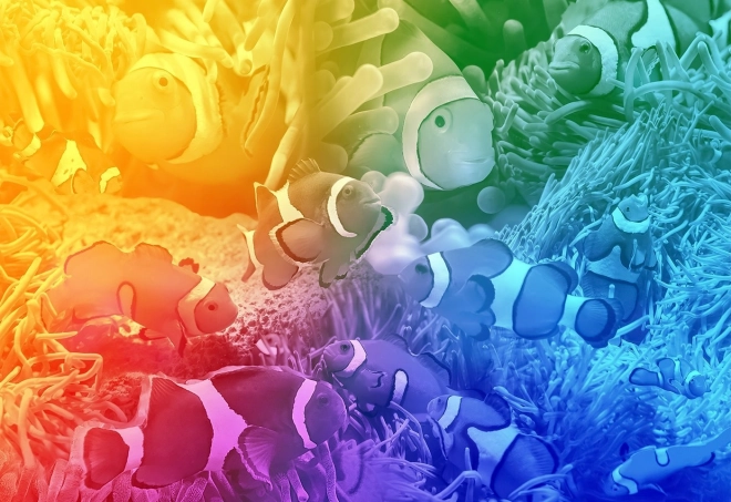 Dřevěné puzzle tropické ryby dvakrát jinak