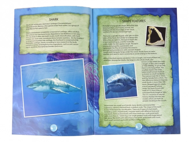 Vzdělávací sada Prozkoumávání oceánu - Rekin a trilobity