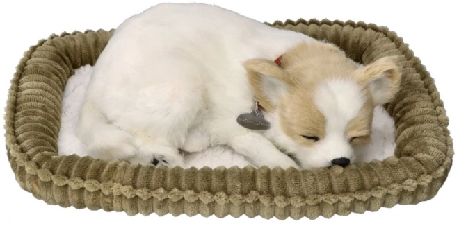Chrápající štěně Chihuahua