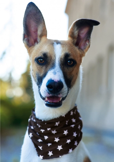 Vysoce kvalitní zpracování