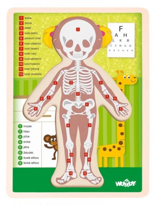 Woody dřevěné oboustranné puzzle lidské tělo - dívka
