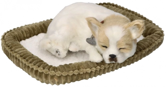 Chrápající štěně Chihuahua