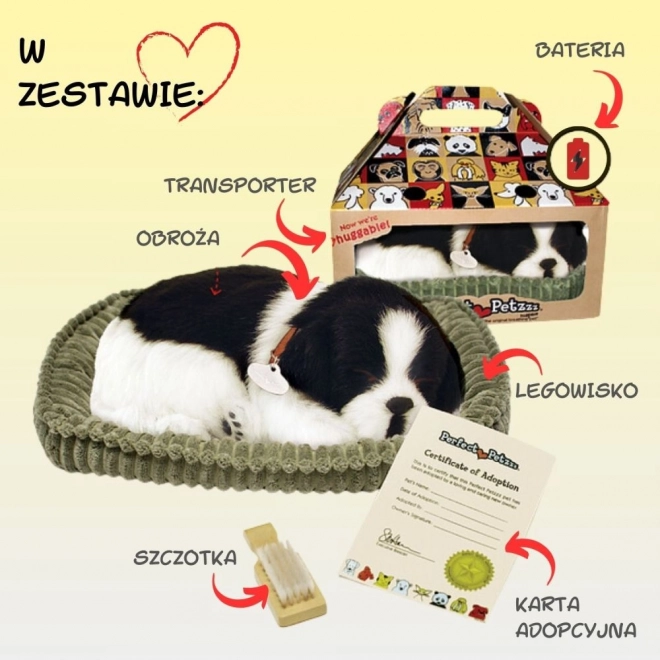 Dýchající štěně Border kolie k adopci