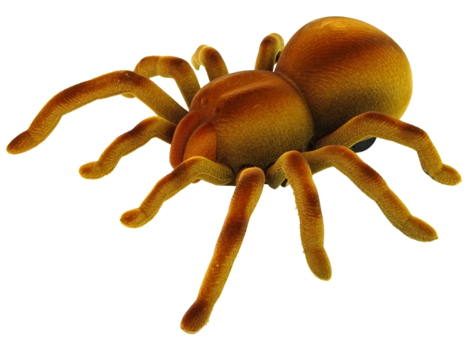 Realistický vzhled tarantule