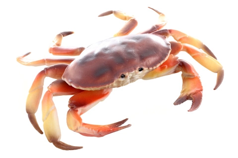 Plastový model kraba 17 cm