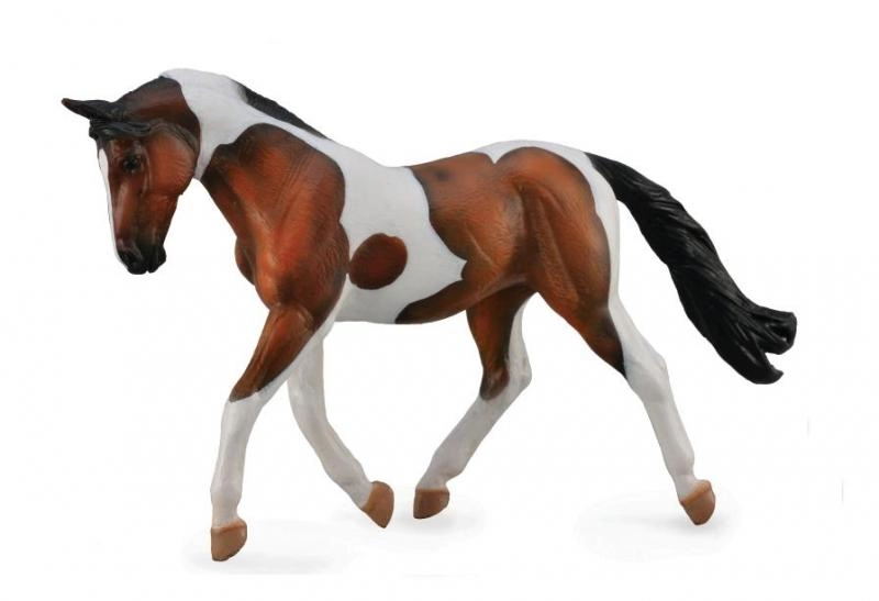 Collecta Bay hříbě