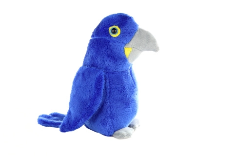 Papoušek modrý