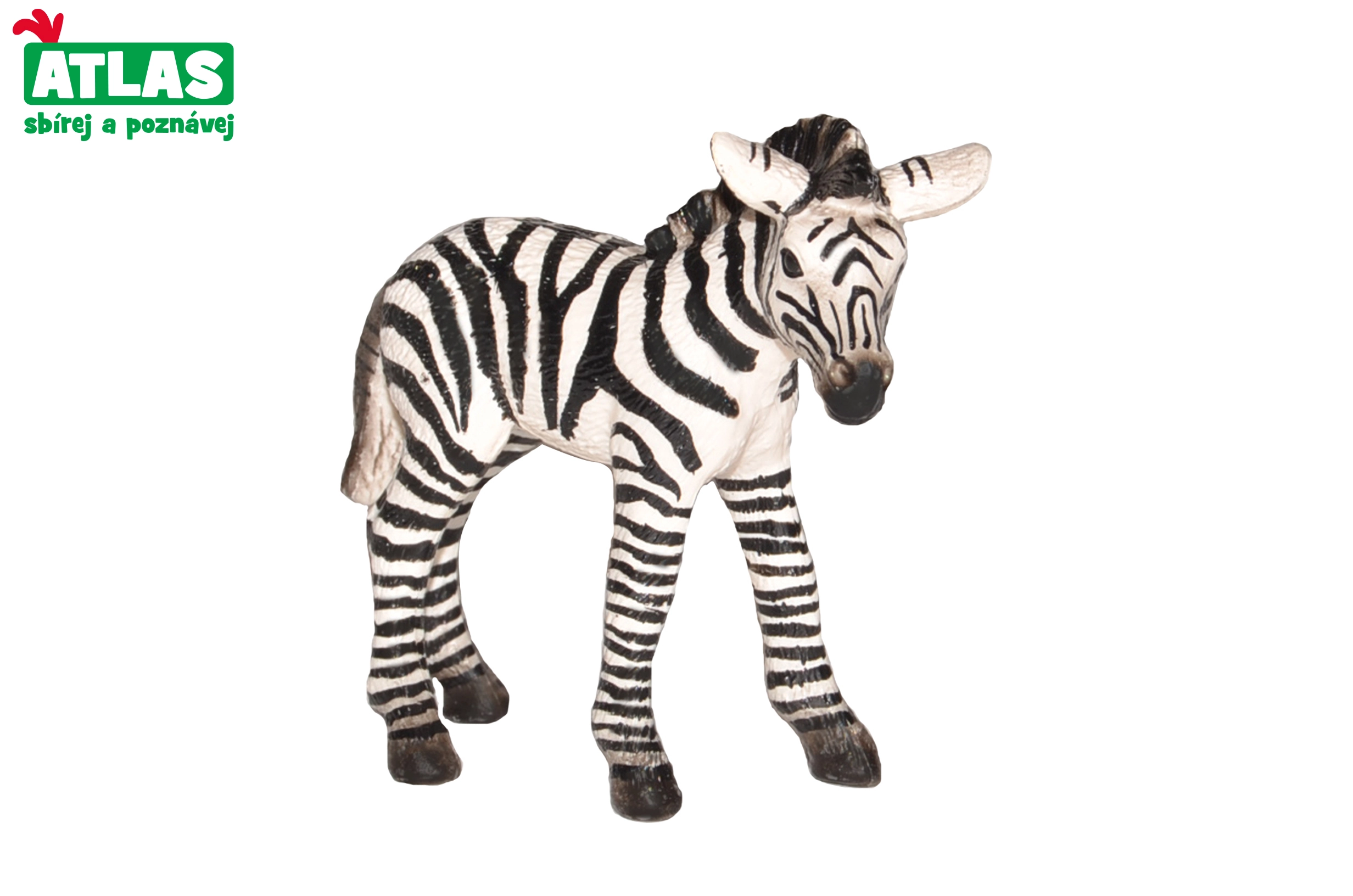 Levně Atlas B Zebra hříbě
