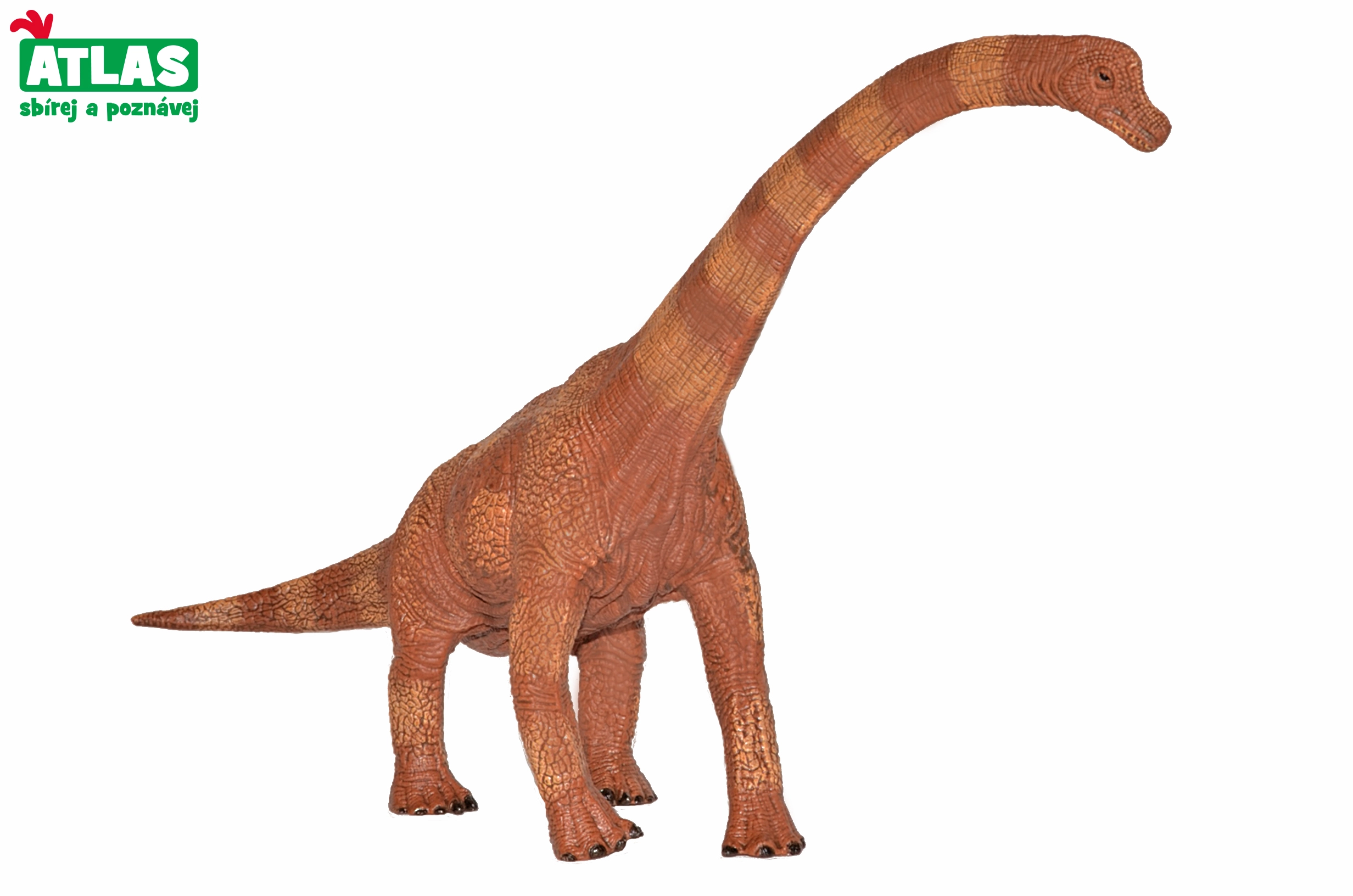 Levně Atlas G Dino Brachiosaurus
