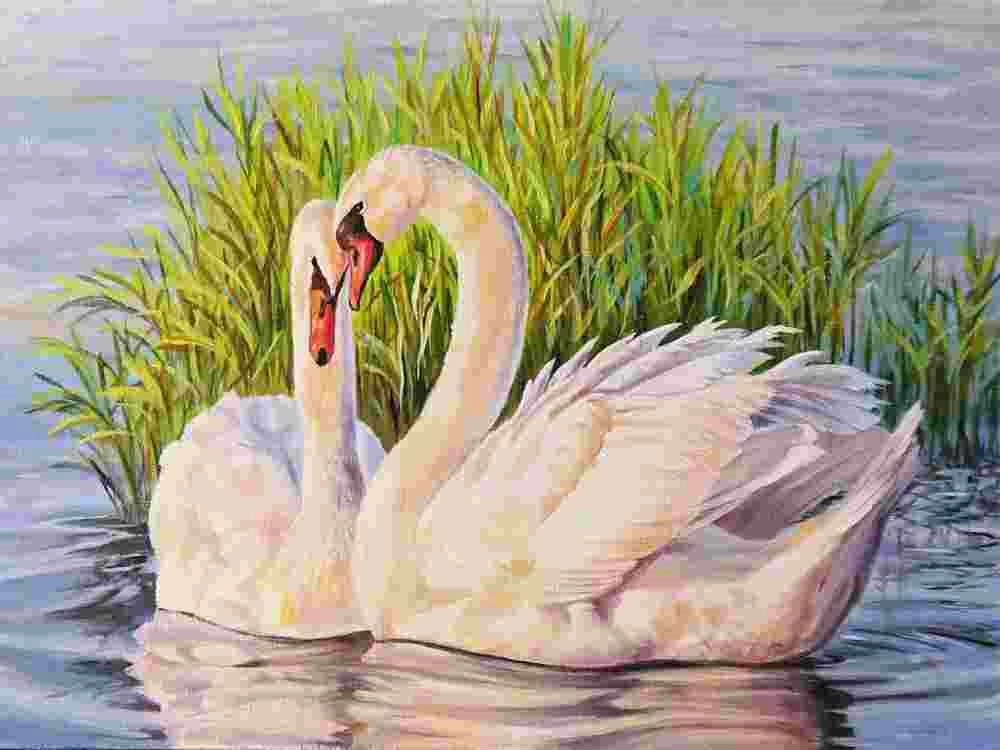 Norimpex Malování podle čísel Labutě 40 × 50 cm