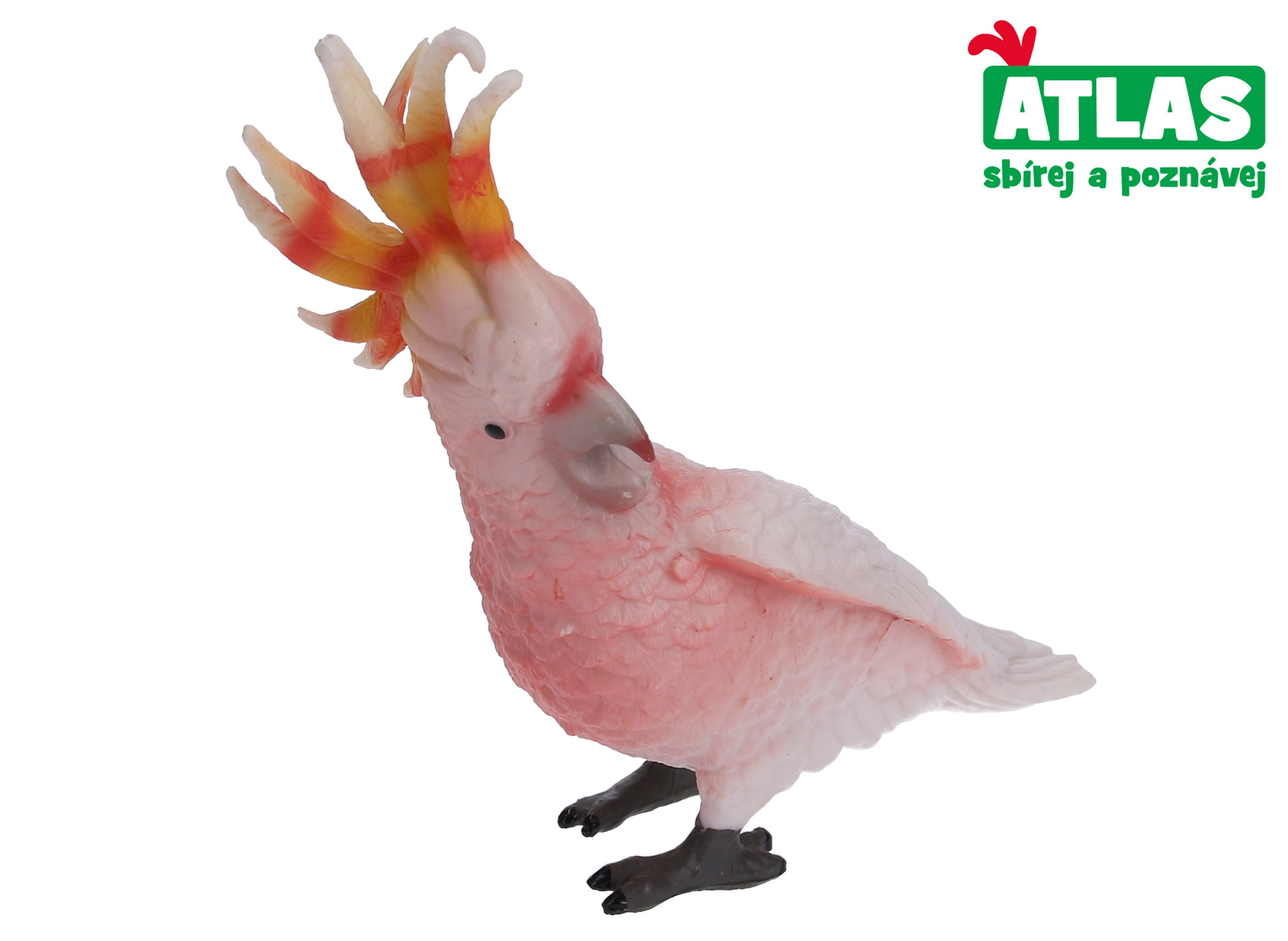 Levně Atlas B Papoušek