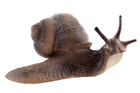 Plastový realistický šnek – dekorativní a vzdělávací model