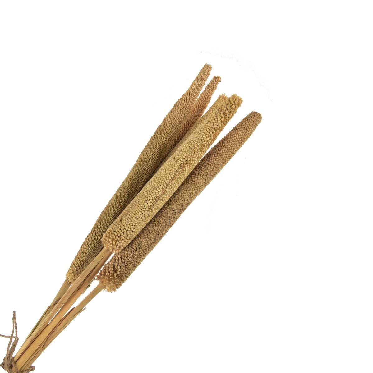 Sušená dekorace (sušina) béžová – 5 ks, 50–60 cm