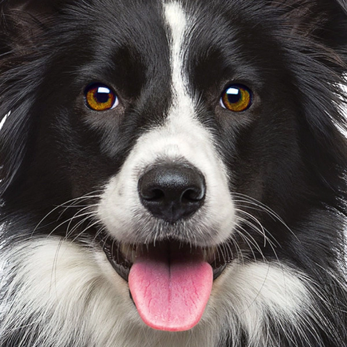 Čtvercové puzzle Q Animal: pes 66 dílků