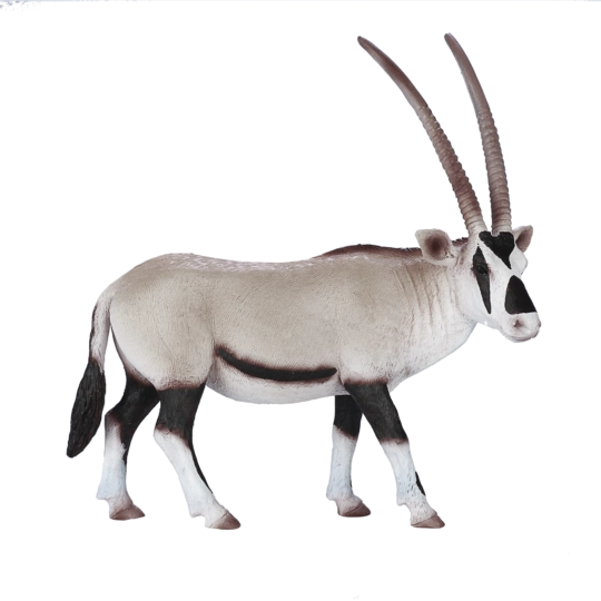 Mojo přímorožec arabský