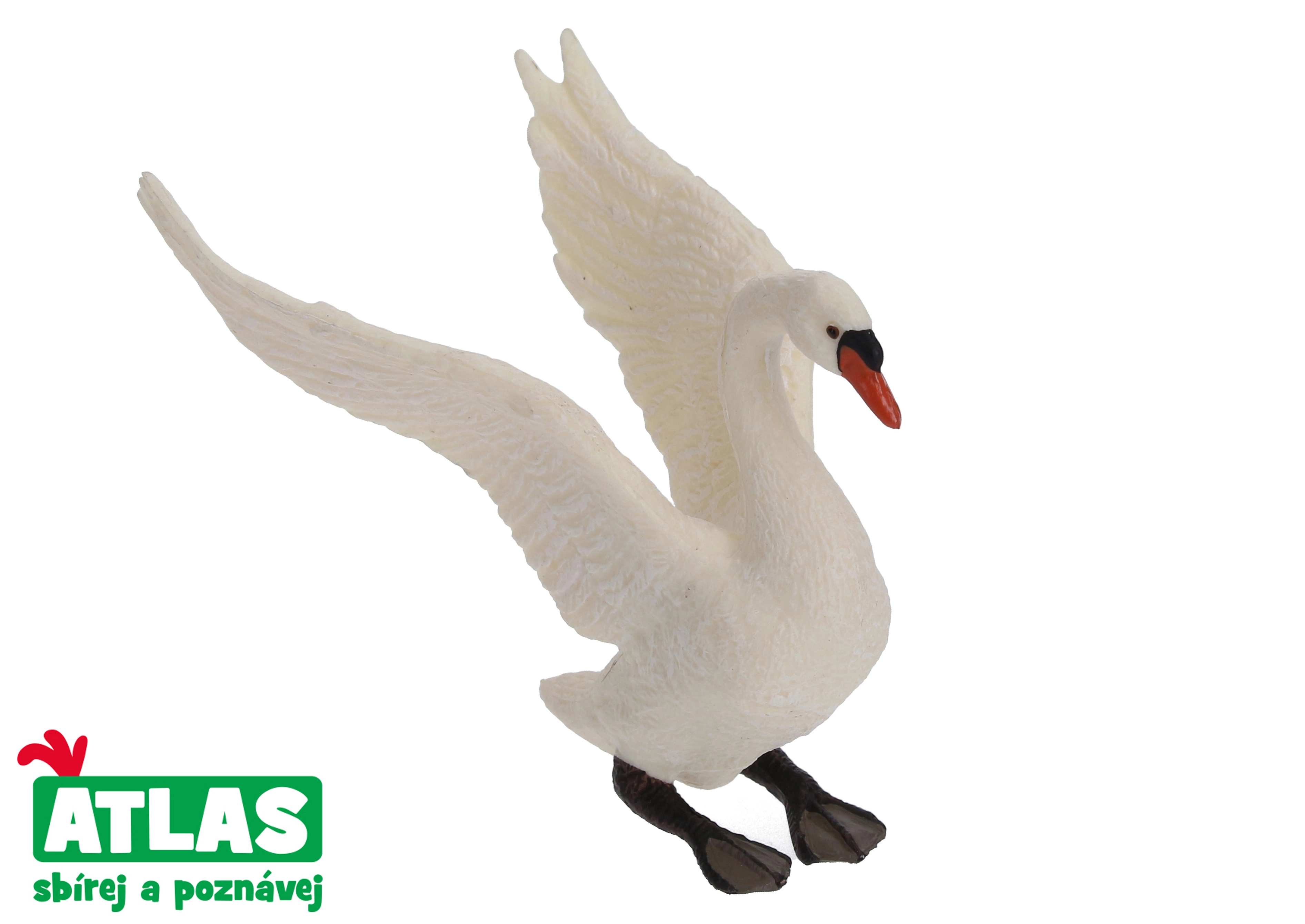 Levně Atlas B Labuť